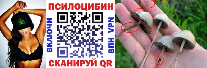 Купить где  Шебекино  Псилоцибиновые грибы Psilocybine cubensis 